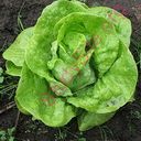 lettuce (Oops! image not found)